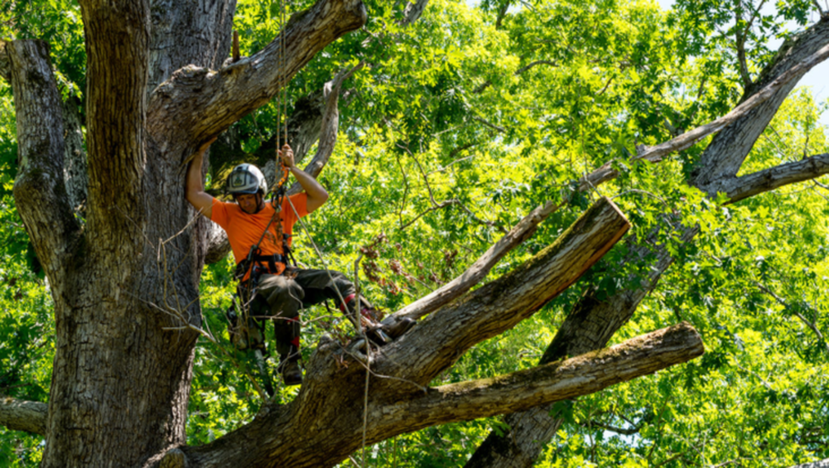Poda Beauport trabaja en lo alto de un árbol para hacer la poda.