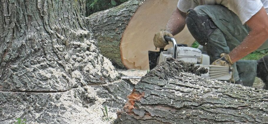 Abattage d'une arbre malade par un employé de Emondage Beauport.