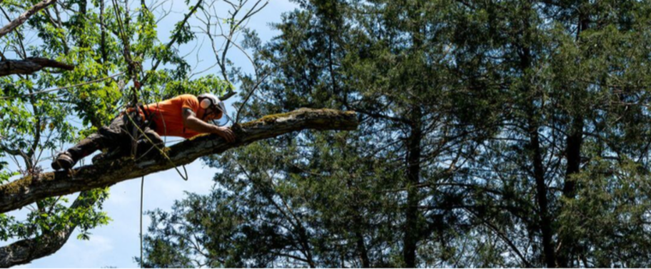 Élagueur de Emondage Beauport qui travaille dans en hauteur dans un arbre.